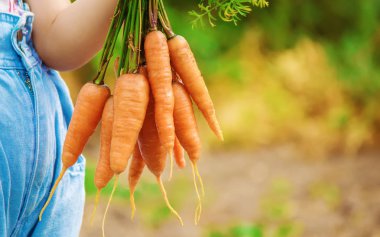 Çocuk ve biyografi sebze çiftlikte. Seçici odak. 