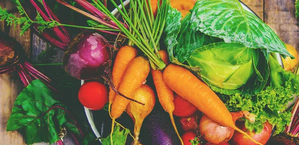 バイオ野菜 選択と集中 — ストック写真