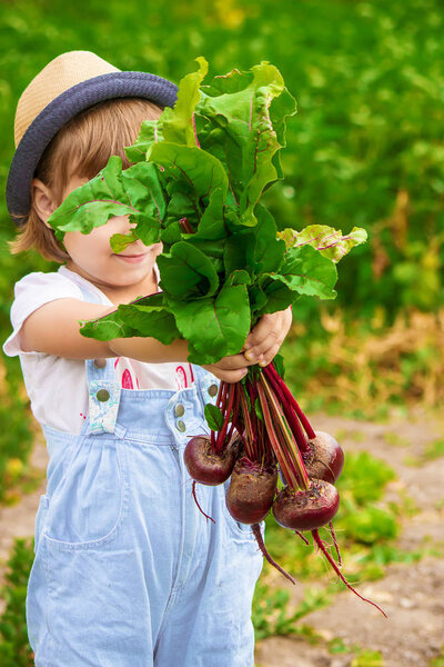 Child and  bio vegetables on the farm. Selective focus. 