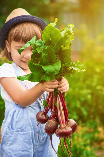 Child and  bio vegetables on the farm. Selective focus. 