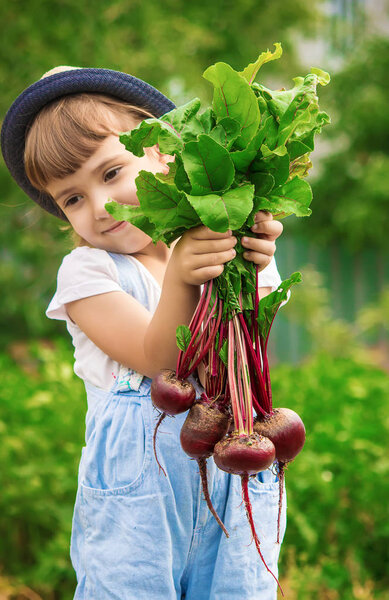 Child and  bio vegetables on the farm. Selective focus. 