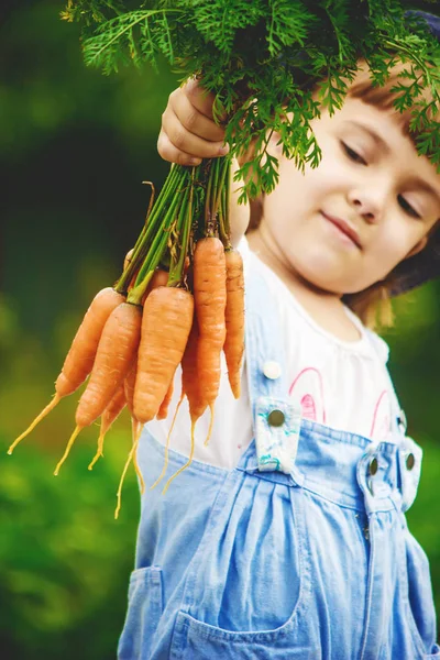 Barn Och Bio Grönsaker Gården Selektivt Fokus — Stockfoto