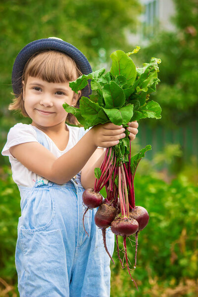 Child and  bio vegetables on the farm. Selective focus. 