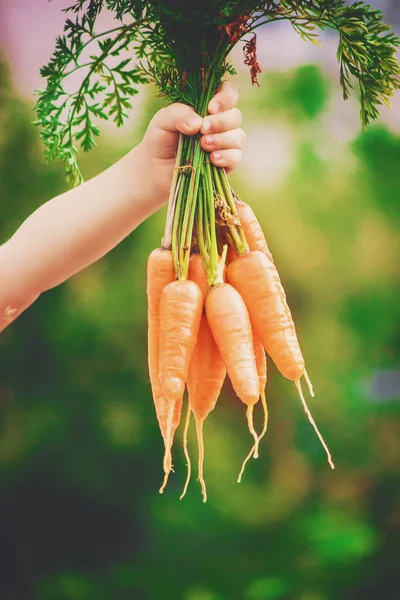 Child Bio Vegetables Farm Selective Focus — Stock Photo, Image