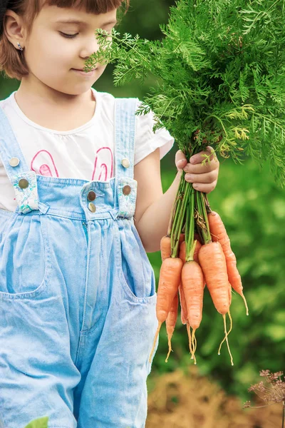 Anak Dan Bio Sayuran Peternakan Fokus Selektif — Stok Foto