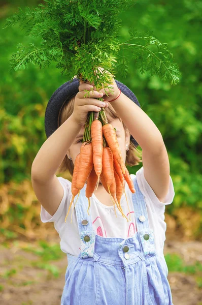 Gyermek Bio Zöldség Gazdaságban Szelektív Összpontosít — Stock Fotó