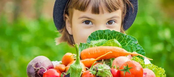 Gyermek Bio Zöldség Gazdaságban Szelektív Összpontosít — Stock Fotó