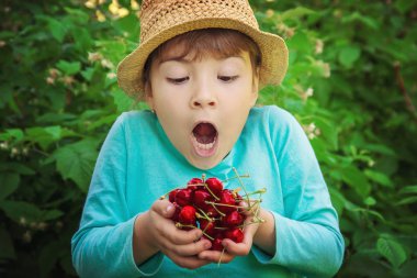 Çocuk bahçede kiraz topluyor. Seçici odak.