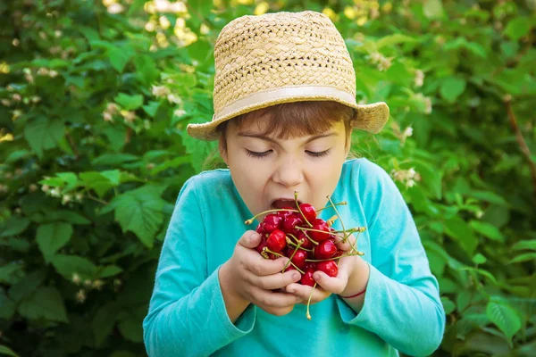 Child Picking Cherries Garden Selective Focus — Stock Photo, Image
