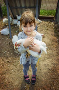 Bio tavuk bir ev bir çocuk çiftlik. Seçici odak. 
