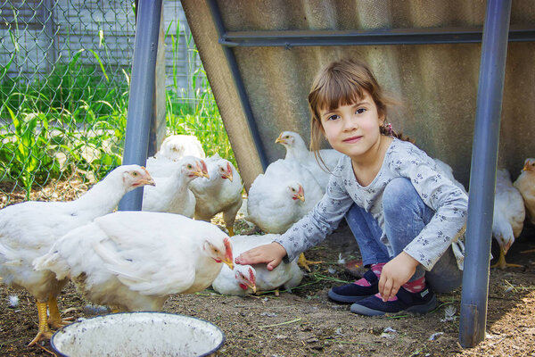 Bio chickens on a home farm  a children. Selective focus. 