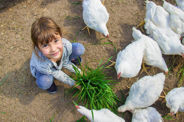 Bio chickens on a home farm  a children. Selective focus. 