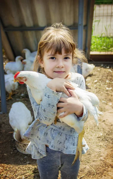 Bio Chickens Home Farm Children Selective Focus — Stock Photo, Image