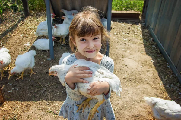 Bio tavuk bir ev bir çocuk çiftlik. Seçici odak. 