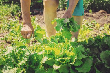 Taze sebze bir ev biyo çiftlikte. Organik ürünler. Seçici odak. 