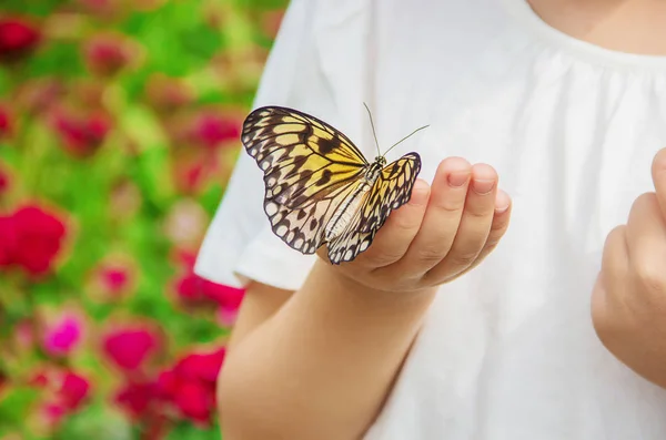 Kind Mit Einem Schmetterling Idee Leuconoe Selektiver Fokus — Stockfoto