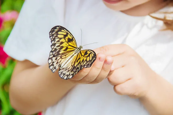 Niño Con Una Mariposa Idea Leuconoe Enfoque Selectivo —  Fotos de Stock