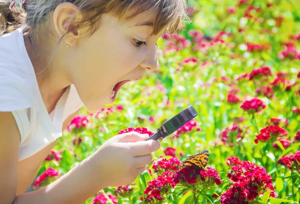 Mirar Una Lupa Mariposa Sienta Las Flores Enfoque Selectivo —  Fotos de Stock