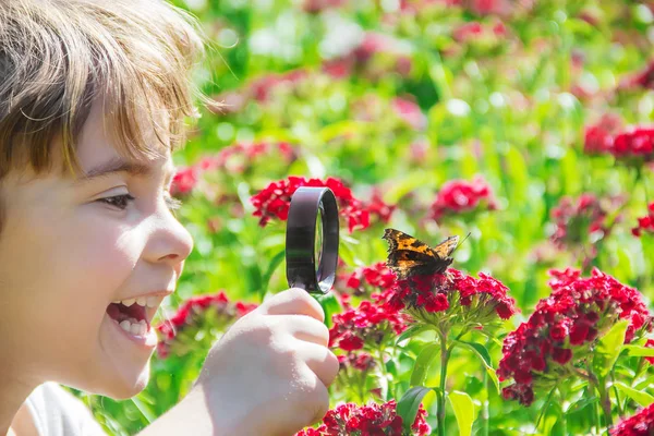 Guardi Una Farfalla Lente Ingrandimento Siede Fiori Focus Selettivo — Foto Stock