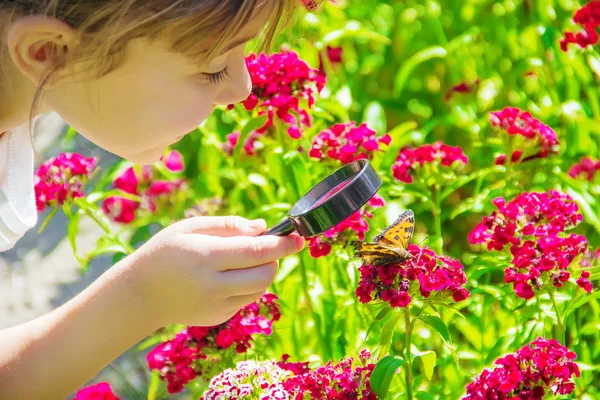 Guardi Una Farfalla Lente Ingrandimento Siede Fiori Focus Selettivo — Foto Stock