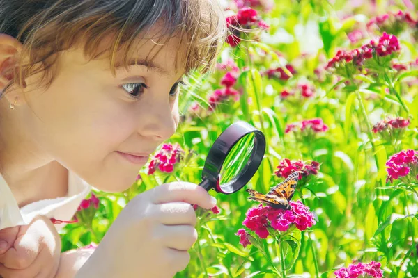 Look Magnifying Glass Butterfly Sits Flowers Selective Focus — Stock Photo, Image