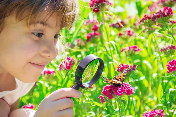 Guardi Una Farfalla Lente Ingrandimento Siede Fiori Focus Selettivo — Foto Stock