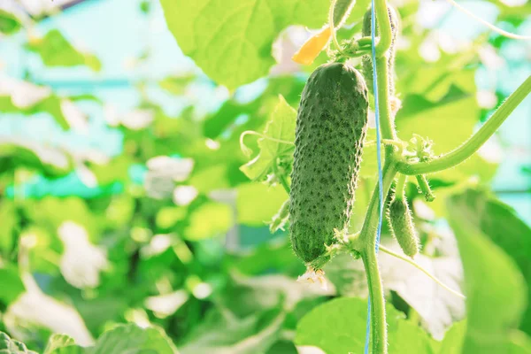 Homemade Cucumber Cultivation Harvest Selective Focus — Stock Photo, Image