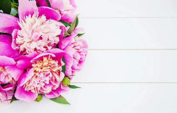 Квіти Півонії Білому Тлі Вибірковий Фокус — стокове фото