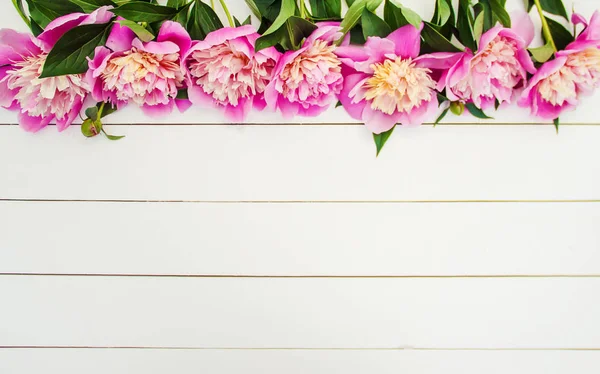 Квіти Півонії Білому Тлі Вибірковий Фокус — стокове фото