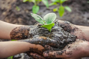 Bir çocuk bahçeye bir bitki eker. Seçici odak. 