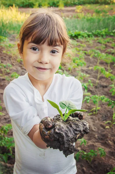 Seorang Anak Menanam Tanaman Kebun Fokus Selektif — Stok Foto