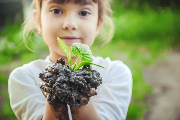 Seorang Anak Menanam Tanaman Kebun Fokus Selektif — Stok Foto