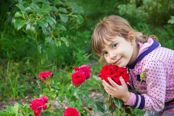 Children Girl Roses Garden Selective Focus Royalty Free Stock Photos