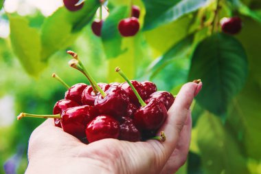Çocuk bahçede kiraz topluyor. Seçici odak.