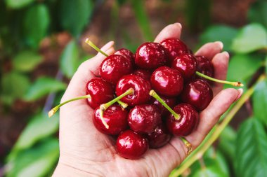 Çocuk bahçede kiraz topluyor. Seçici odak.