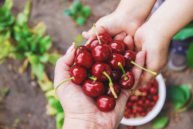 Çocuk bahçede kiraz topluyor. Seçici odak.