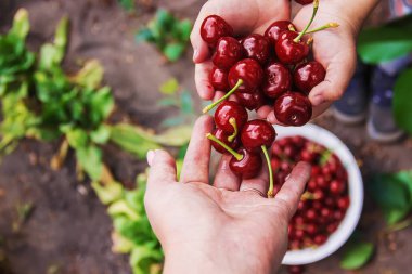 Çocuk bahçede kiraz topluyor. Seçici odak.