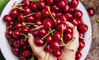 Çocuk bahçede kiraz topluyor. Seçici odak.