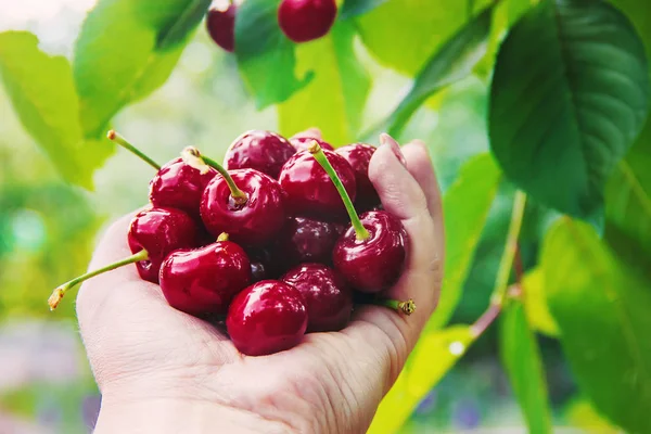 Çocuk bahçede kiraz topluyor. Seçici odak.