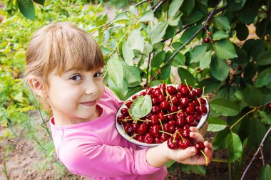 Çocuk bahçede kiraz topluyor. Seçici odak.