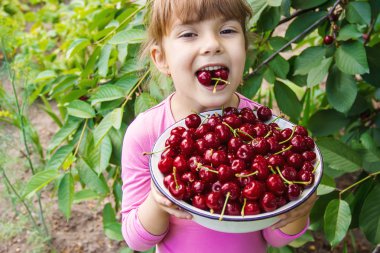Çocuk bahçede kiraz topluyor. Seçici odak.
