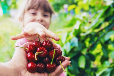 Çocuk bahçede kiraz topluyor. Seçici odak.