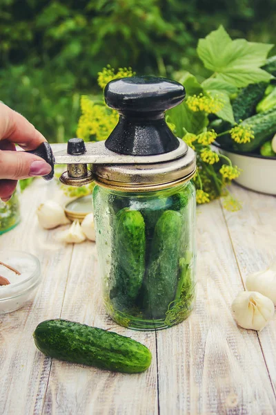 taze ev salatalık korunması. Seçici odak.