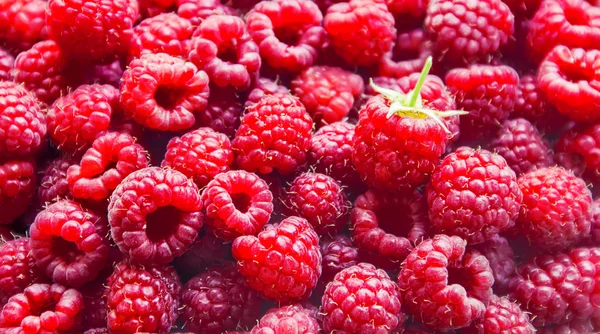 Raspberry Berries Home Selective Focus — Stock Photo, Image