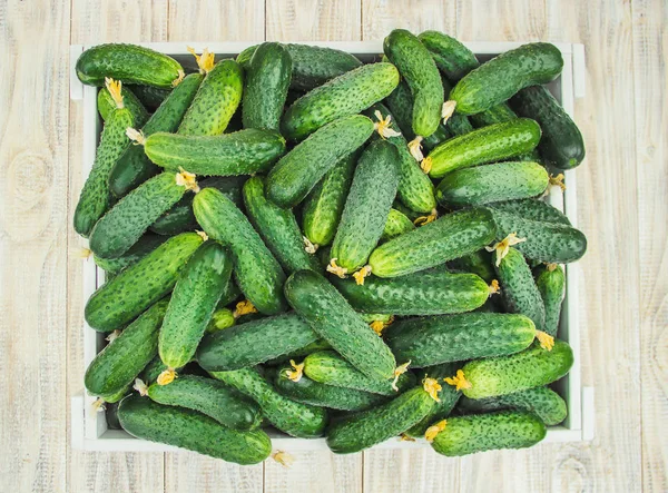 Homemade Cucumber Cultivation Harvest Selective Focus — Stock Photo, Image