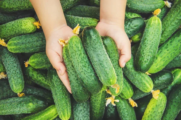 Zelfgemaakte Komkommer Teelt Oogst Handen Van Een Kind Selectieve Aandacht — Stockfoto