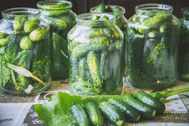 taze ev salatalık korunması. Seçici odak.