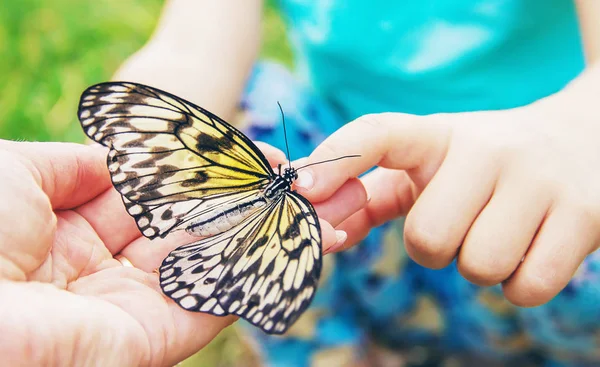 Kind Mit Einem Schmetterling Idee Leuconoe Selektiver Fokus — Stockfoto