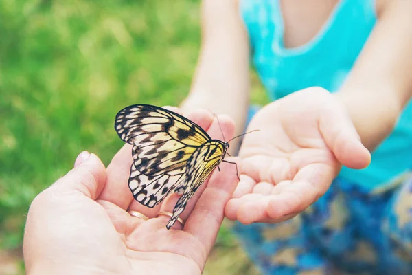 Παιδί Πεταλούδα Ιδέα Λεουκόνοε Επιλεκτική Εστίαση — Φωτογραφία Αρχείου