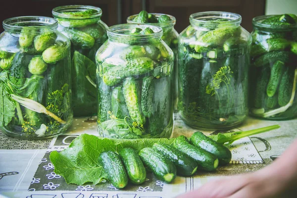 taze ev salatalık korunması. Seçici odak.